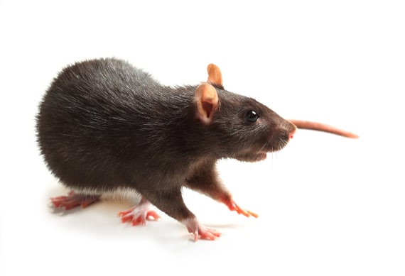 Rat noir - Tous les produits anti rats noirs