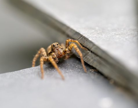 Wolf,Spider,Laying,In,Wait,On,Slate